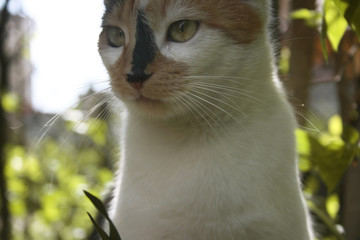 a picture of cute little cat in the spring garden