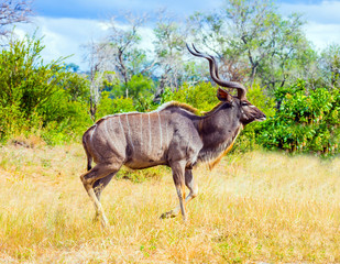 Antelope Kudu