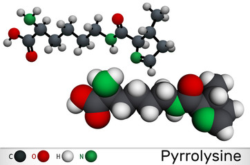 Pyrrolysine, l-pyrrolysine, Pyl, C12H21N3O3 molecule. It is amino acid, is used in biosynthesis of proteins. Molecular model