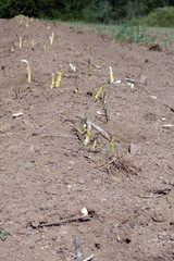 Spargelfeld mit herausgewachsenem fränkischen Spargel
