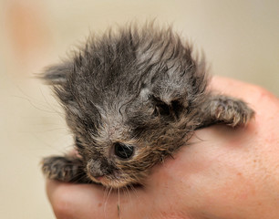 gray kitten in his hands that just opened his eyes