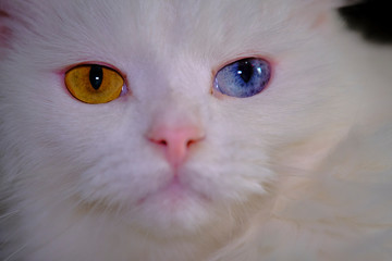 Fototapeta premium Turkish angora with heterochromia close up color