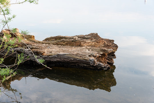 Totes Holz im Wasser