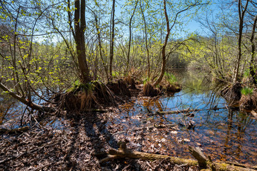 Air roots of submerged trees on the shores of a lake
