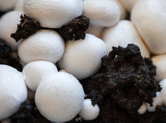 Button mushrooms in the ground