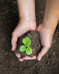 Hands holding a young plant. Close-up.