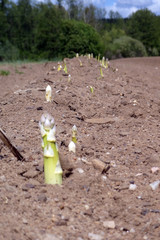 Spargelfeld mit herausgewachsenem fränkischen Spargel