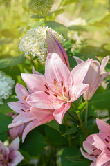 pink beautiful Lily close-up on a Sunny summer day. natural floral background