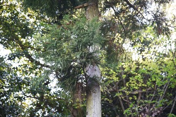 Japanese cedar tree trunk and bark / Cupress evergreen coniferous tree