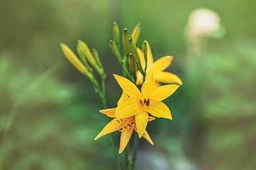 Beautiful yellow delicate lilies on a flower bed in the garden. Beautiful floral background for the designer. Copy space