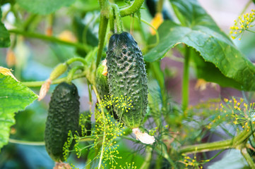 Cucumbers grow on a vine in a rural green house. Growing vegetables in a greenhouse