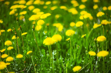 Abstract green and yellow plant background. Blurred spring background of blooming dandelions for the designer