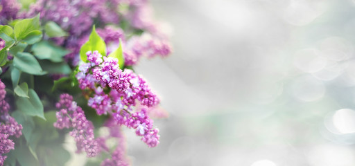 Beautiful bunch of lilac selective focus on a blurry background. Copy space