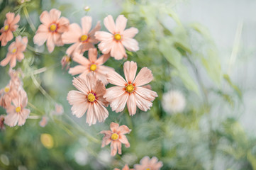 Decorative Pink Garden Flower Cosmos, Cosmos Bipinnatus, Cosmea Bipinnata, Bidens Formosa. Mexican Aster. Copy space
