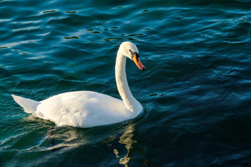 White swan in blue lake background in evening.