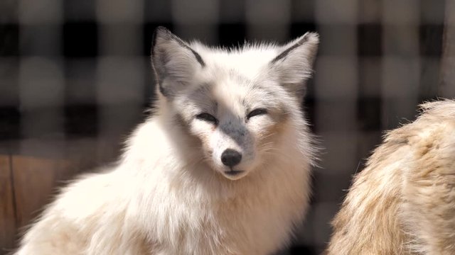 White fox sitting in a cage in the zoo. Close-up. animal cruelty