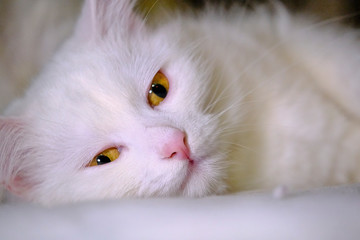 white cat with yellow eyes lies on its side color