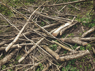 Dramatic close-up cut off hazel tree branch chaotic pile during spring forest cleaning with grass background