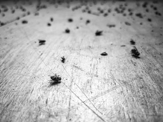 Close-up of dead flies and blurred background flies colony extinction due to external threat or hazard