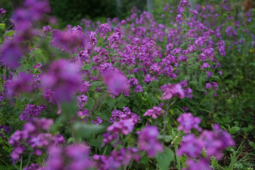 Beautiful purple flower Lunaria annua, called honesty or annual honesty in English, is a species of flowering plant native to the Balkans and south west Asia                              