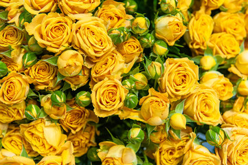 Romantic bouquet of beautiful delicate yellow roses. Close-up. Toned