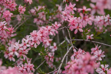 Obraz premium Pink almond flowers in the park. Pink spring flowers copy space.