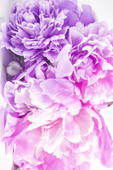 abstract floral background. peony flowers close - up toned in a pink gradient. soft focus