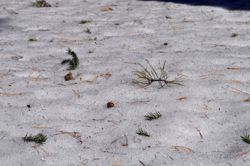 Melting snow in a pine forest closeup in Siberia in Russia