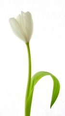 Tulip:  Good morning.