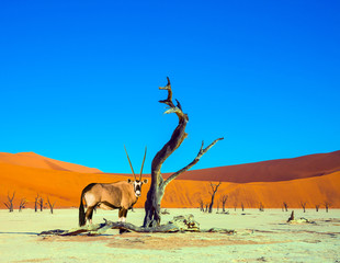 The Antelope, dry lake Sussussflay