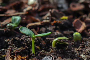 Sunflower seedling popping up