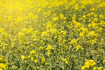 Scenic rural landscape flowering, blooming oilseed rape field, ready for harvest, rapeseed oil