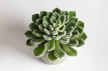 
large green succulent on a white background