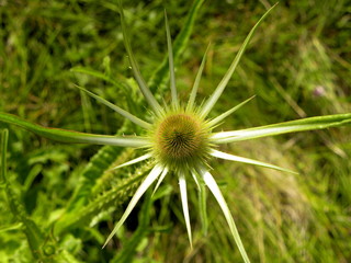 Shot from above, this Wild Teasel, also known as Dipsacus Fullonum,  stretches its prickly green stickers outwards Before Blooming , looking like a star.