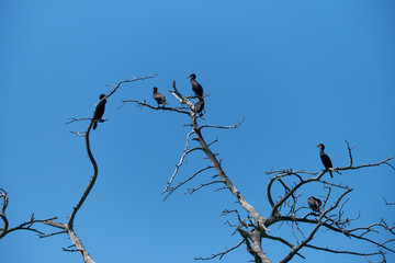 The great cormorants (Phalacrocorax carbo sinensis) breeding in their nests in a dead forest