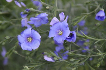 Fototapeta premium Purple flax linseed spring flower