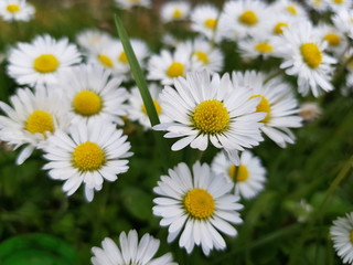 daisies in the garden