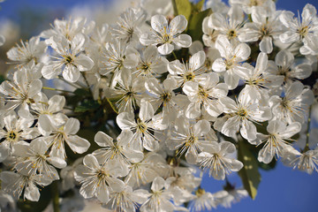 Natural cherry tree blossom on blue background