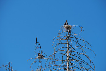 The great cormorants (Phalacrocorax carbo sinensis) breeding in their nests in a dead forest