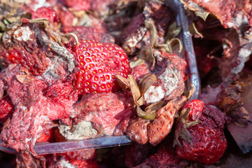 Rotten strawberries on the landfill