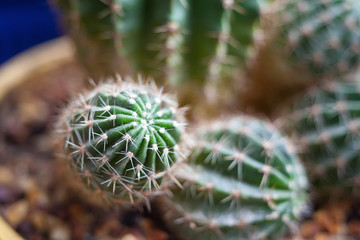 Cactus. Succulent plant.