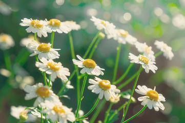 Wild chamomile flowers on a field on a Sunny day. low depth of field. selective focus