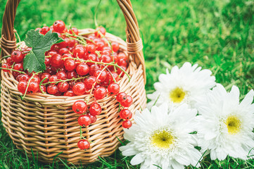 Fototapeta na wymiar Ripe large organic red currant in a wicker basket close-up on a green plant background