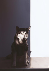 A dramatic portrait of a black and white husky dogs dressed with a mexican hoodie with only a part of its face lit by natural light