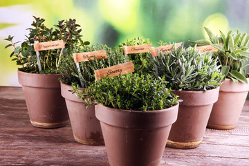 Homegrown and aromatic herbs in old clay pots. Set of culinary herbs. Green growing sage, oregano, thyme, savory, mint and oregano with lavender with labels