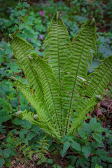 Waldfarn in voller Schönheit