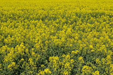 Obraz premium rzepak