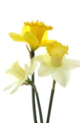 Daffodils:  Three sisters.