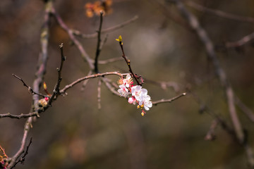 One flowering branch on a dark background