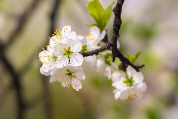 Bright and beautiful spring blossoming apple branches